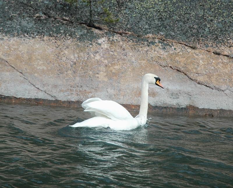 Svanar kan rycka upp sjögräs och bidra till att sjögrässlingor flyter omkring