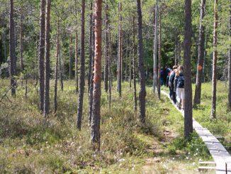 Stig med människor i en skog.