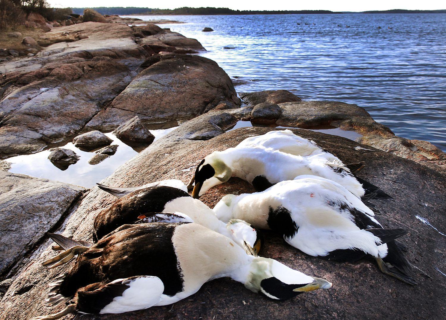Döda fåglar på en klippa.