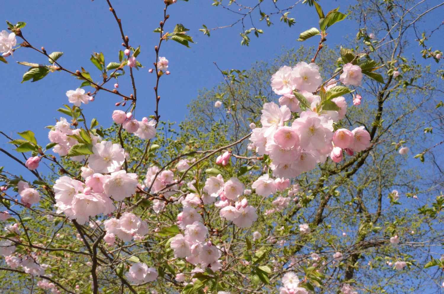 Körsbärsträd blommar.