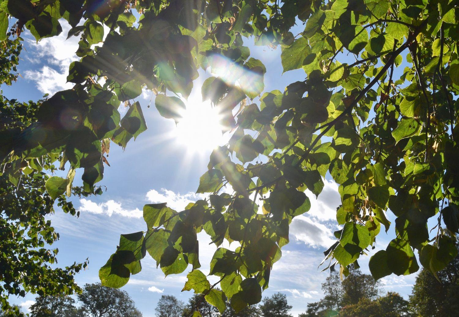 Solen skiner mellan trädgrenar