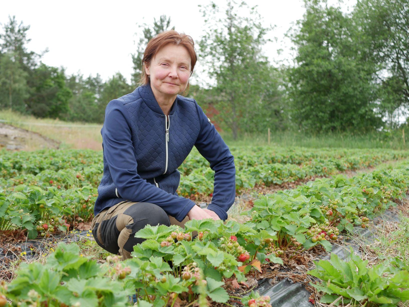 en person sitter på huk vid jordgubbsplantorna