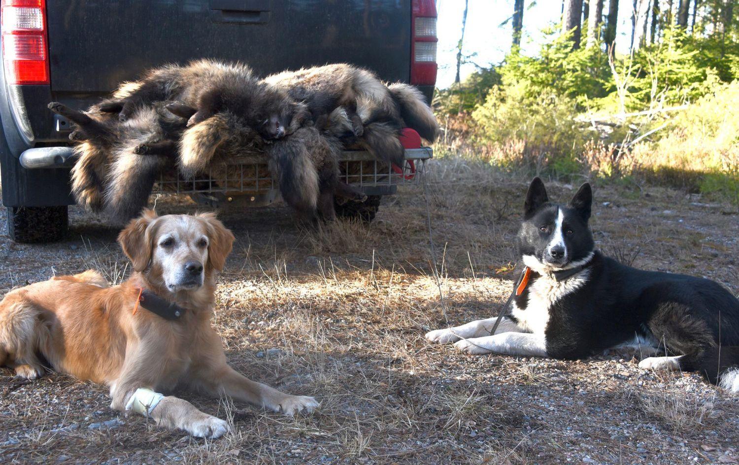 Döda mårdhundar på ett bilflak och två liggande hundar