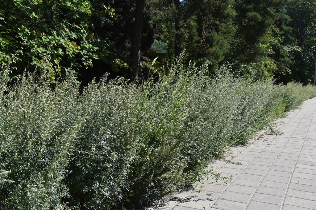 gråbo växter längs en gångbana