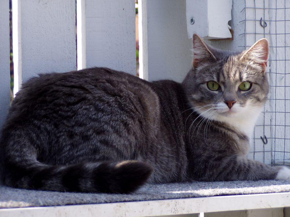 katt