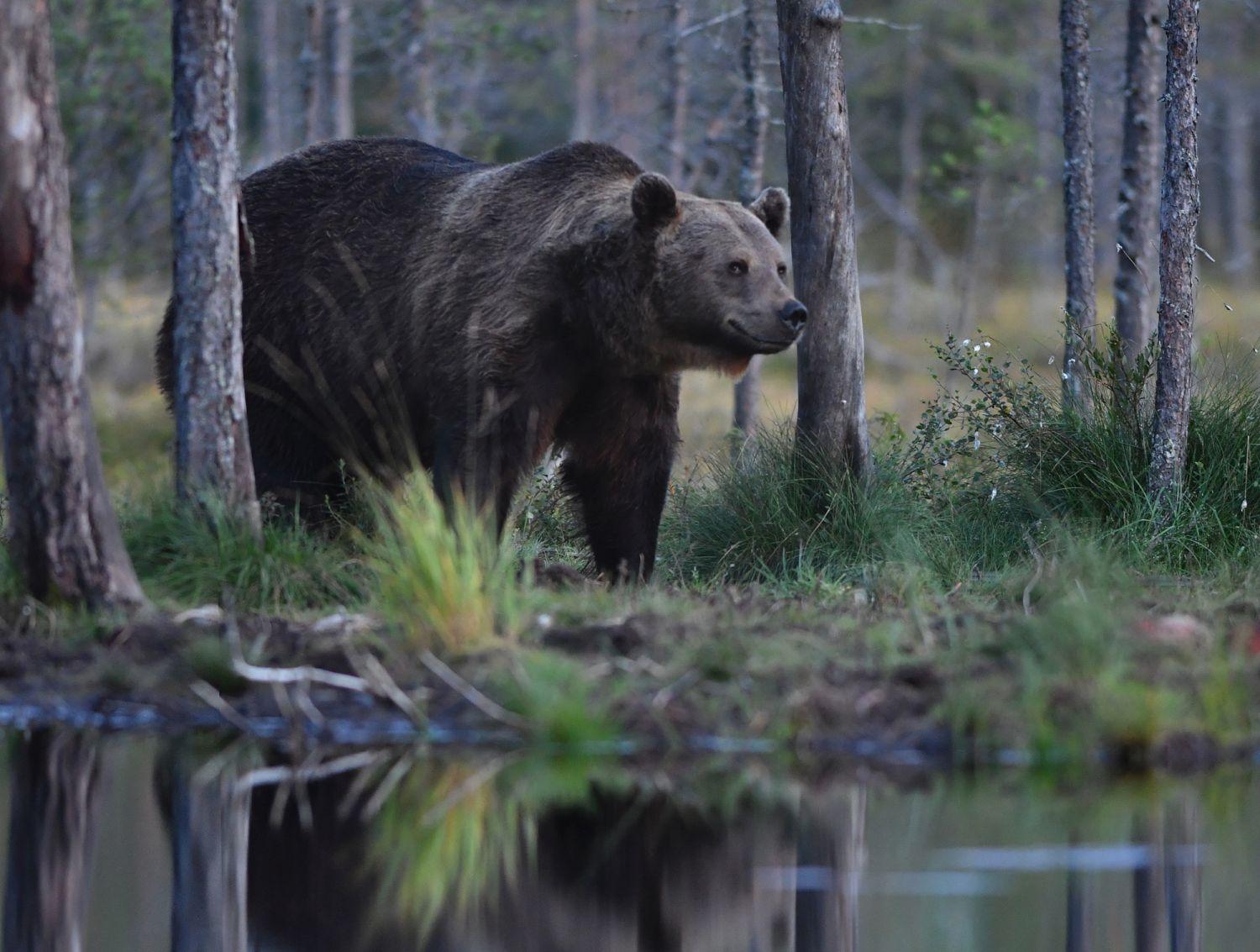En vild björn vid en skogstjärn