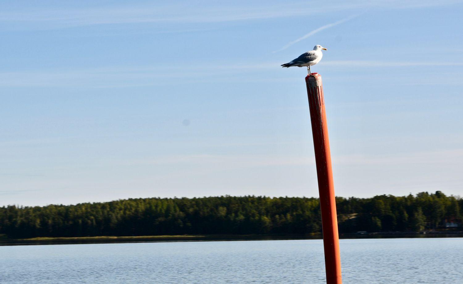 Mås på remmare i havet