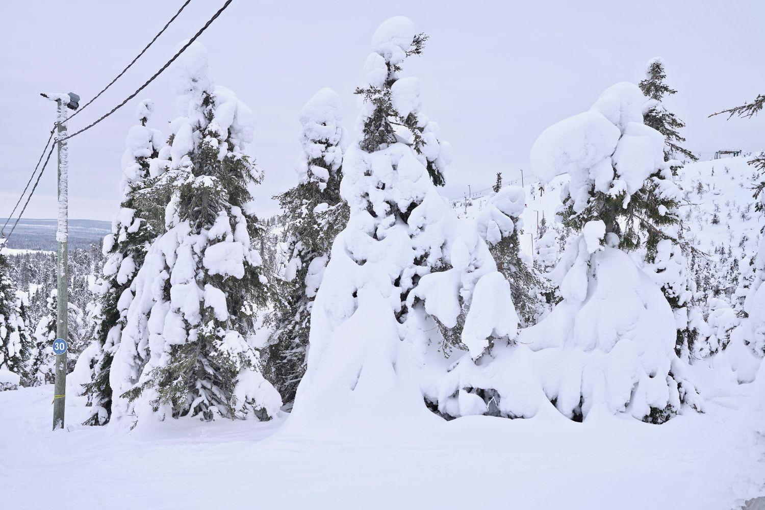 Snöiga granar.