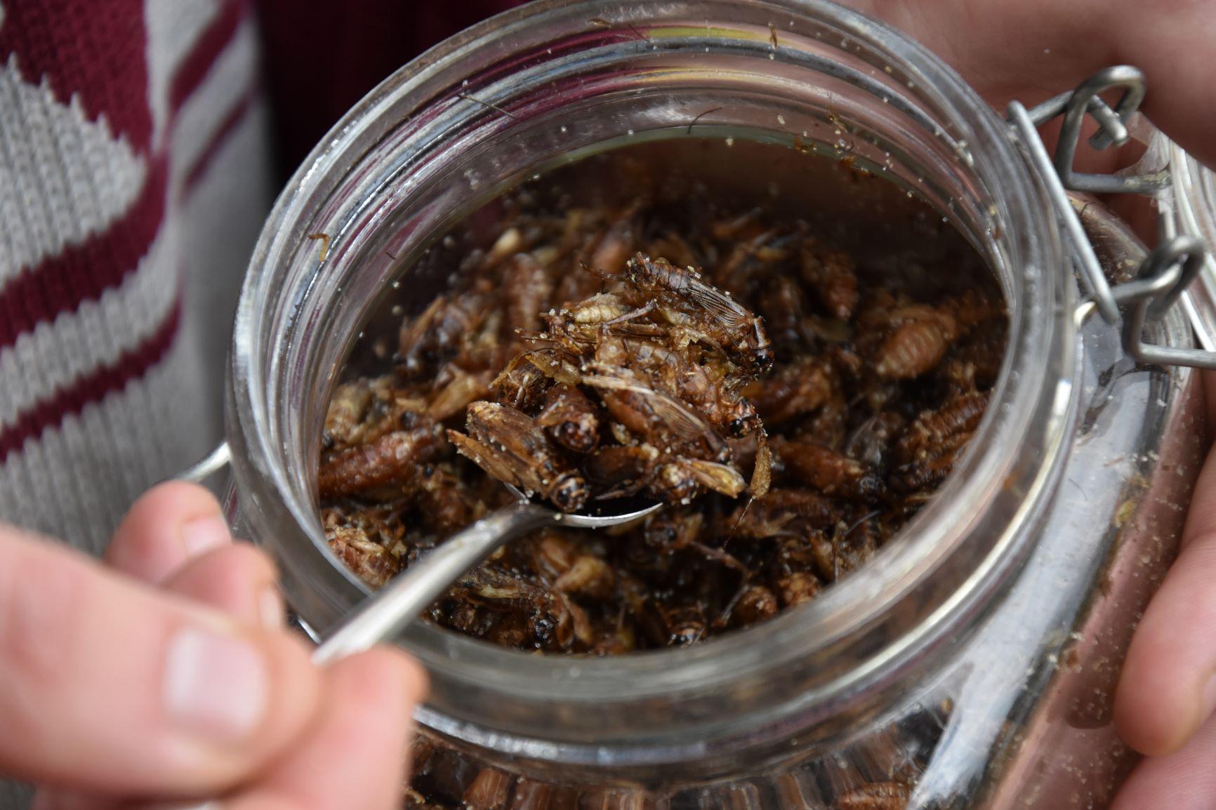 Smaksatta syrsor. insekter
