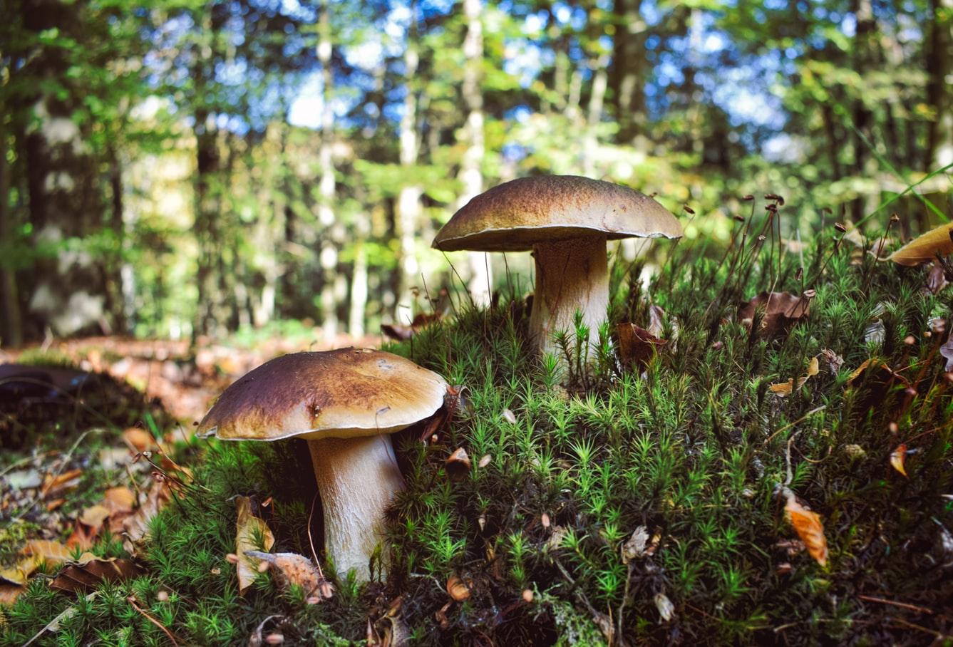 Två karljohanssvampar i mossa.