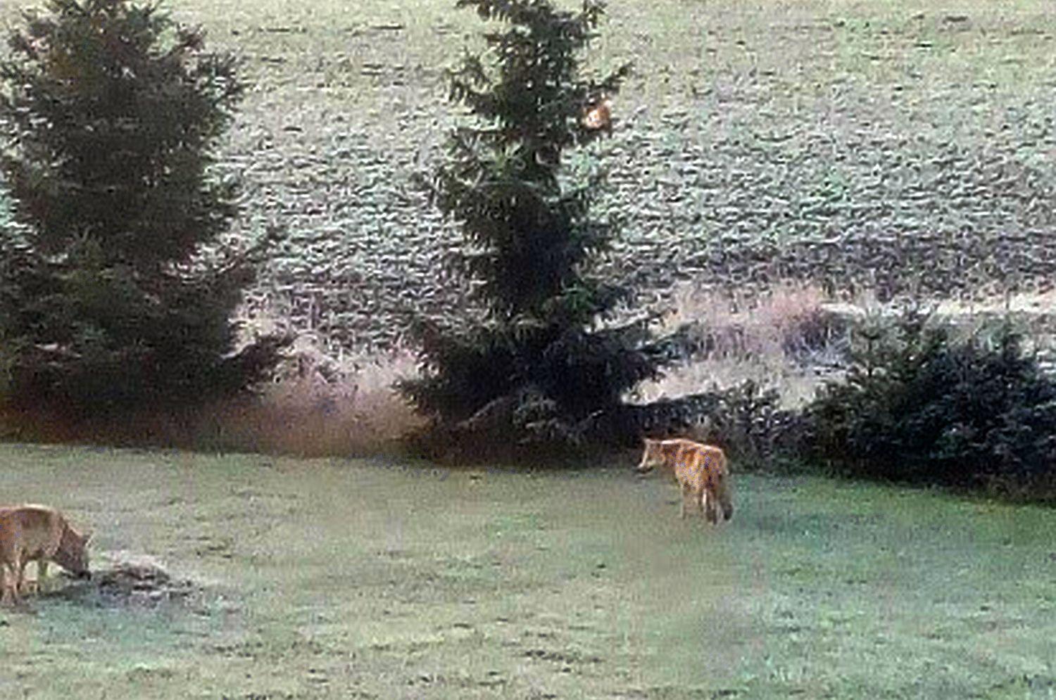 Två vargar på gårdsplan