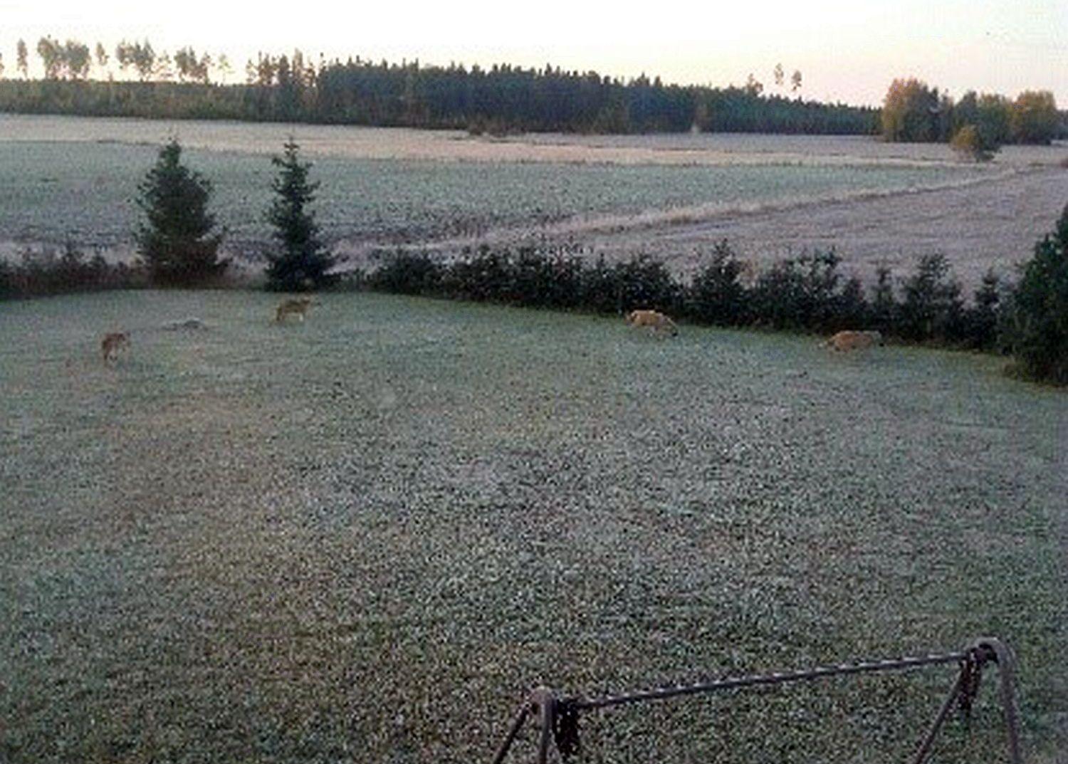 Fyra vargar på en gård