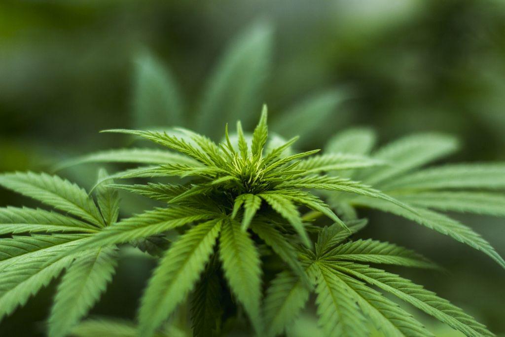 Cannabisblad