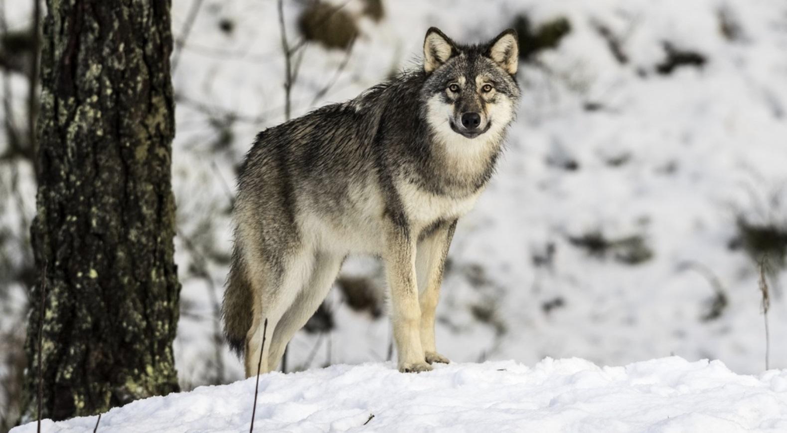 en varg i skogen på vintern