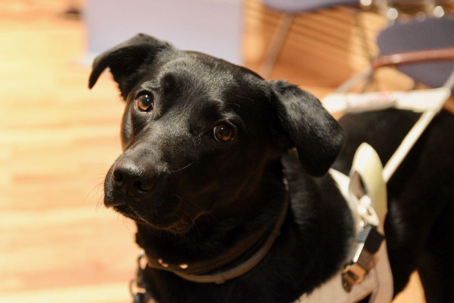 Svart labrador.