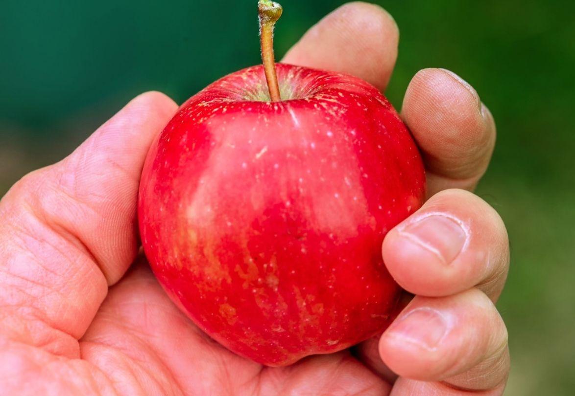 Inte ens ett äpple är okej att ta med sig om man rest utanför EU. På bilden ett äpple.