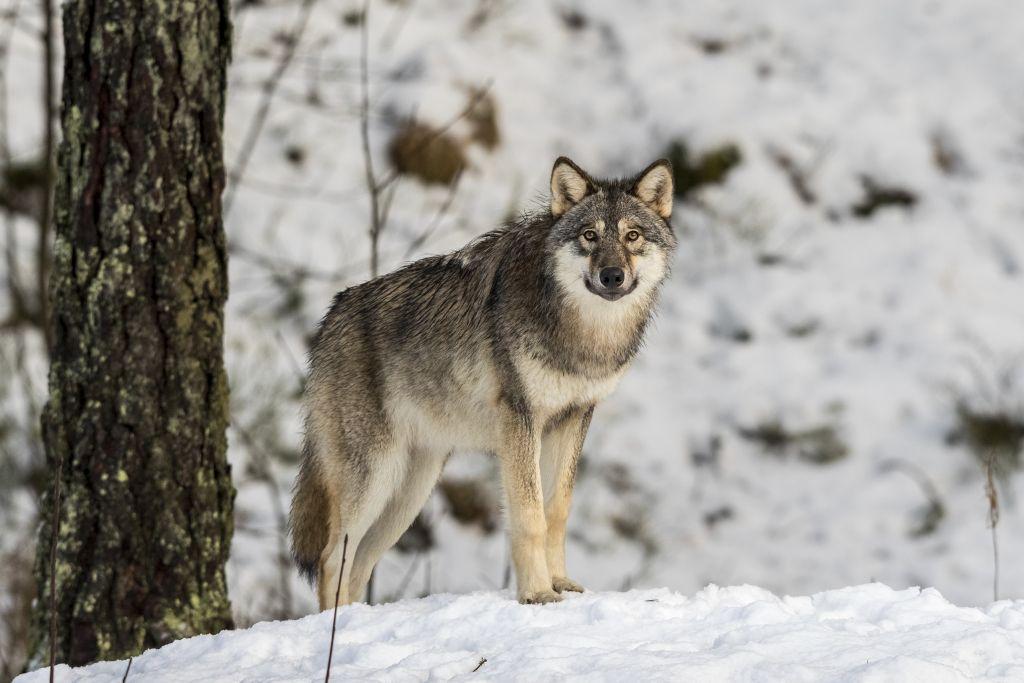 En varg i snötäckt skog