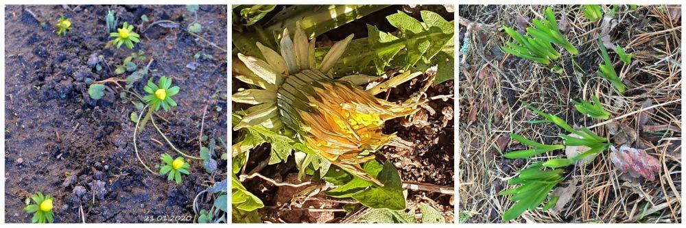 Blommor och gröna blad.