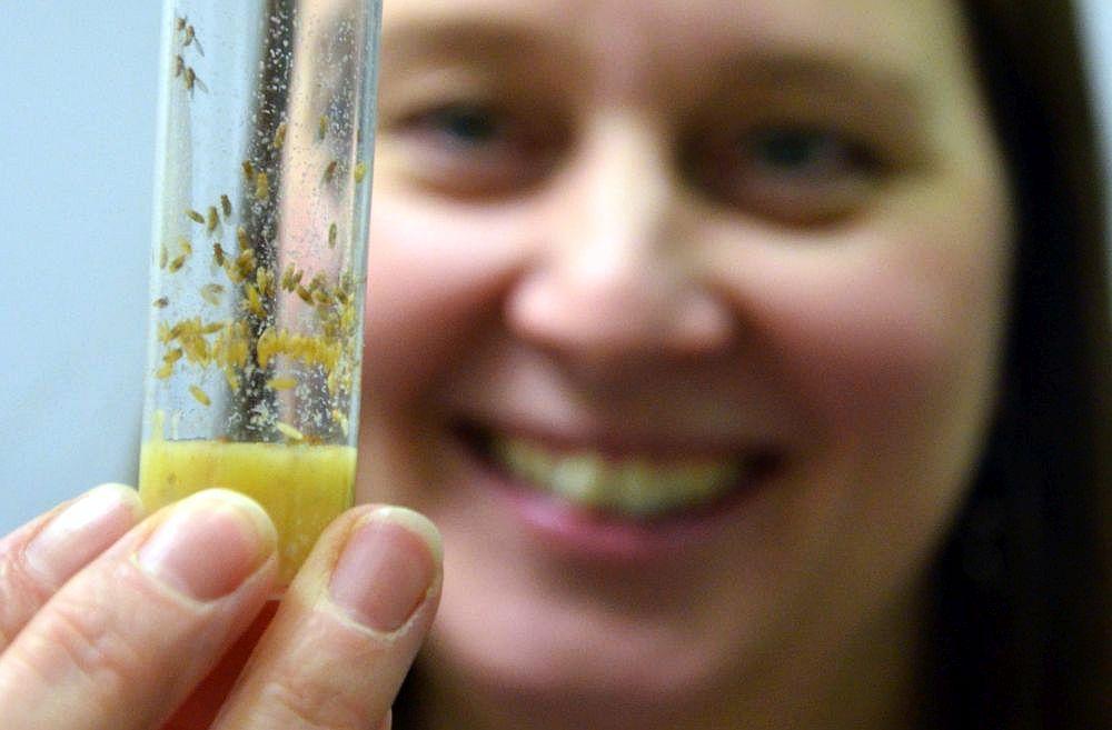 Kvinna håller upp provrör med bananflugor