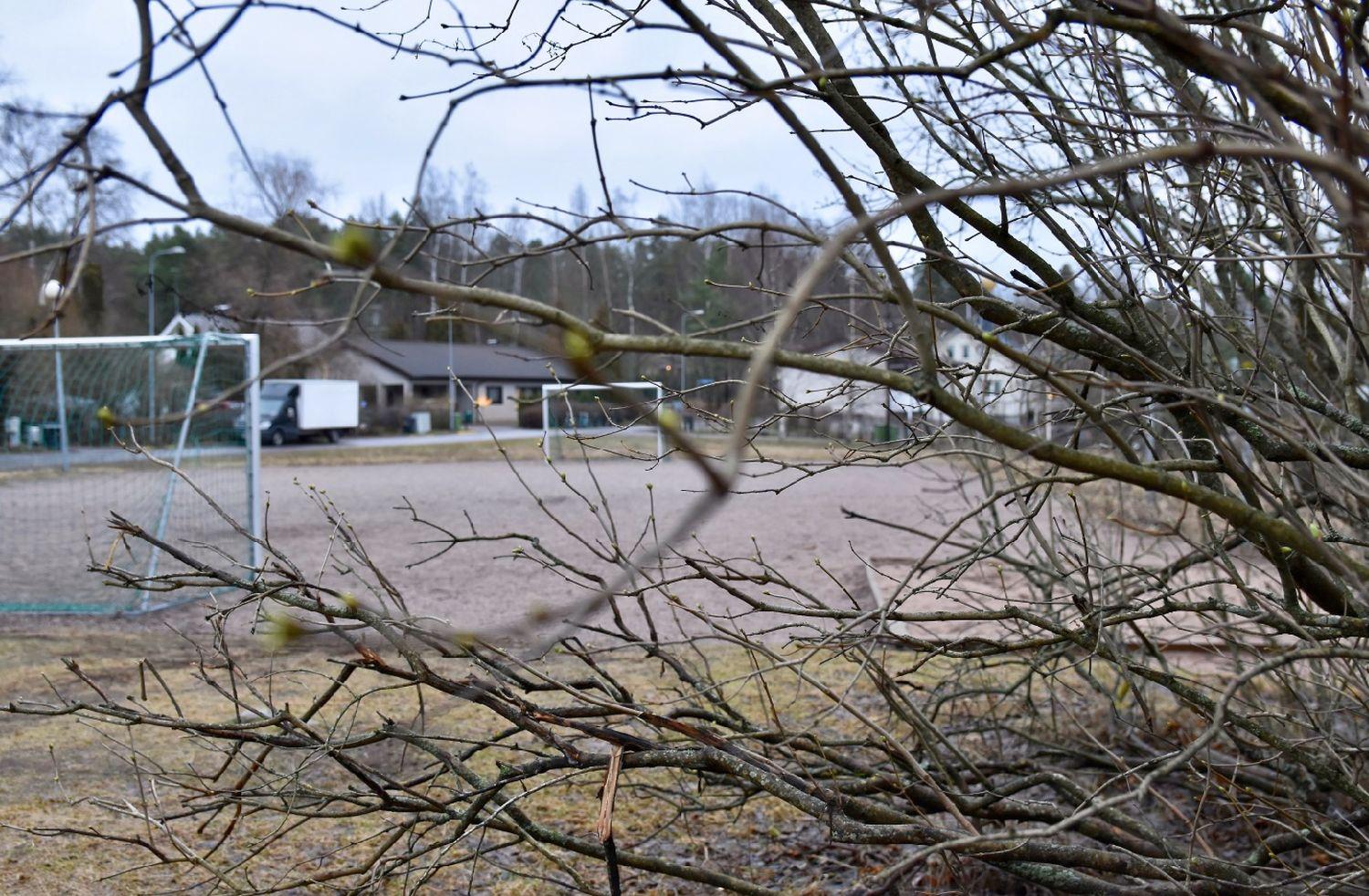 Syrenbuske