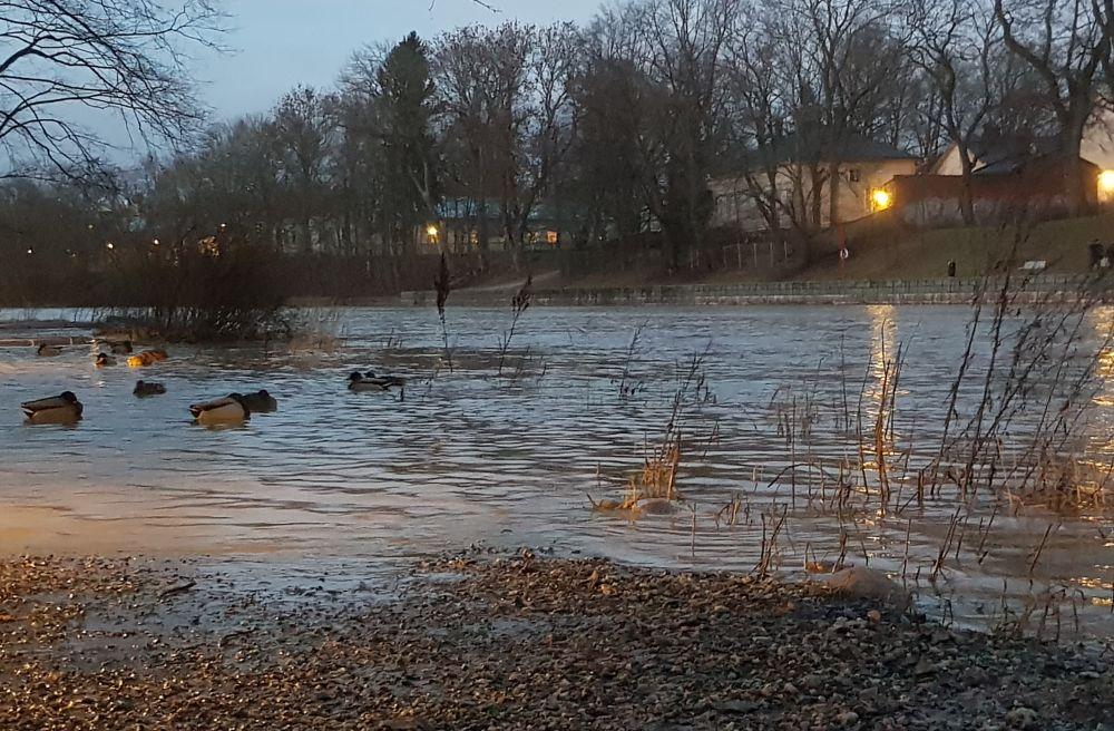 Änder simmar i översvämmad park
