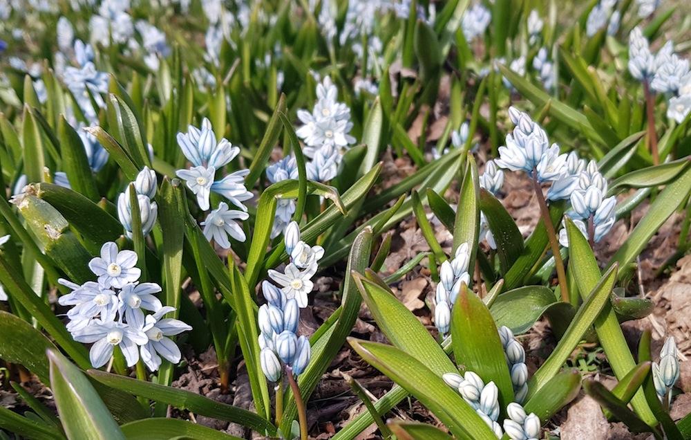 Vårblommor