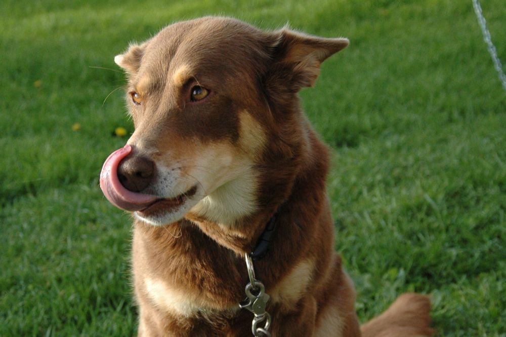 Sittande hund slickar sig om munnen