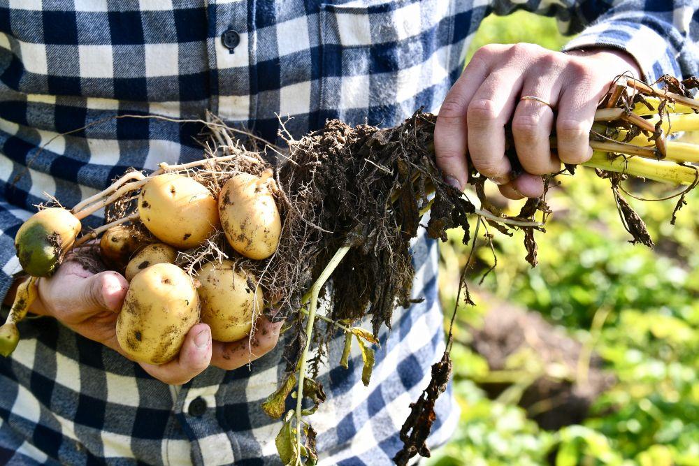 Händerna av en person som håller ett knippe nypotatis.