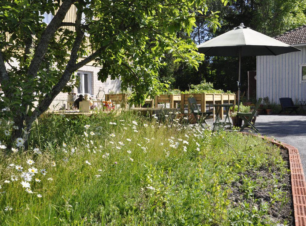 Trädgård. I förgrunden prästkragar och ett äppelträd, längre bort finns ett parasoll, sittplatser och ett hus.