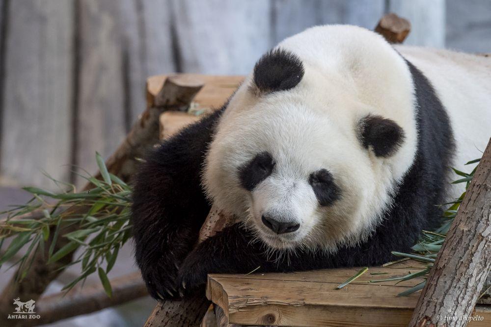 Panda vilar